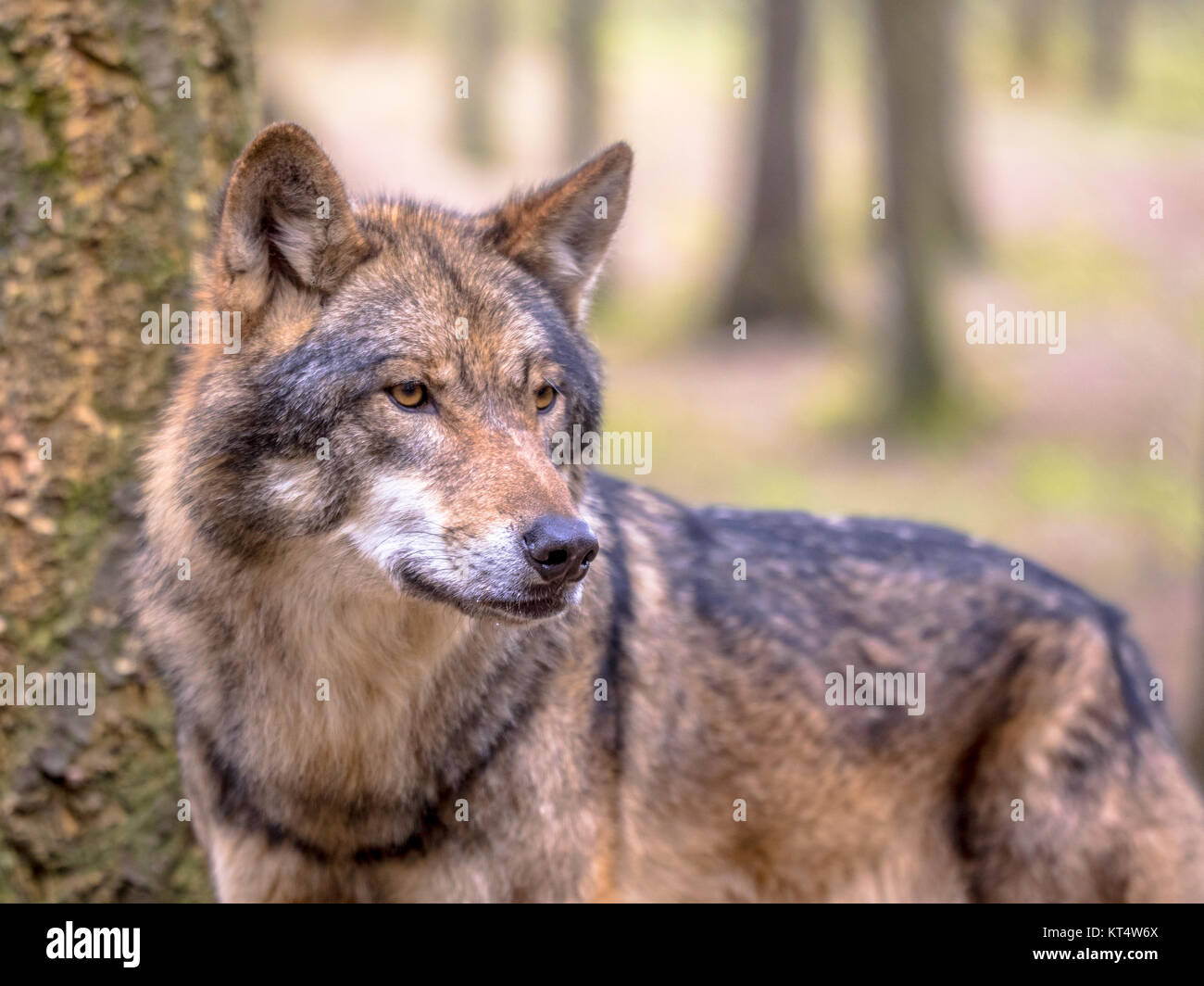 Unione Lupo (Canis lupus) veduta laterale di albero naturale habitat della foresta guardando a lato Foto Stock