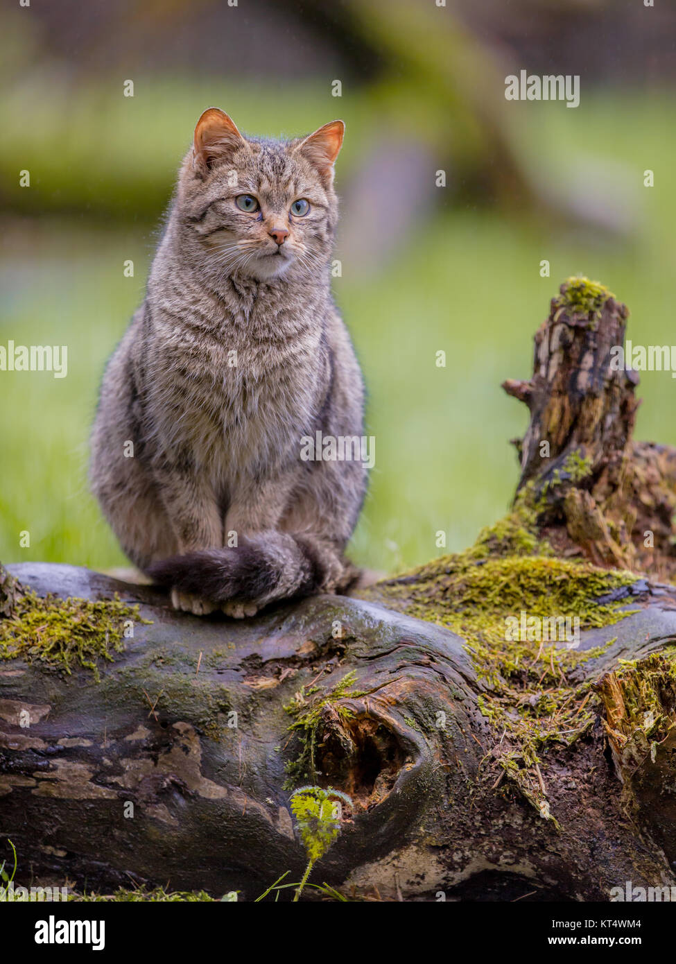 Unione gatto selvatico (Felis silvestris) con distintivo e rigato nero di coda con punta Foto Stock