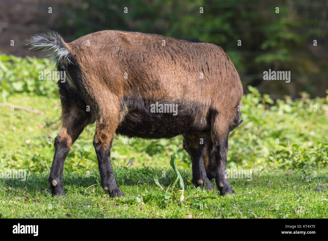 Braune Ziege auf einer Wiese beim Weiden. Foto Stock
