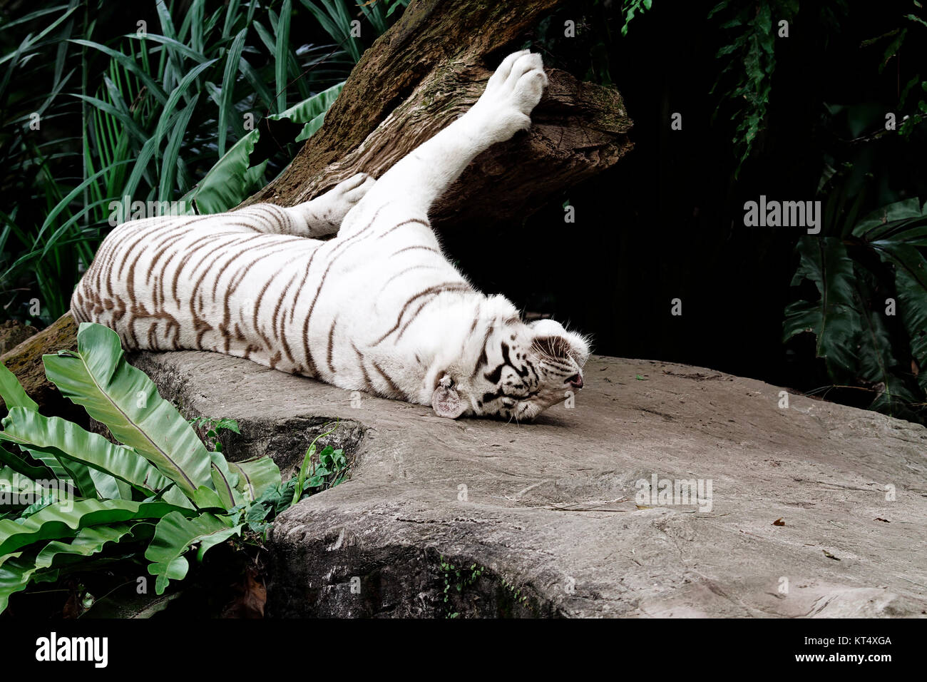 Albino tigre del Bengala sdraiato Foto Stock