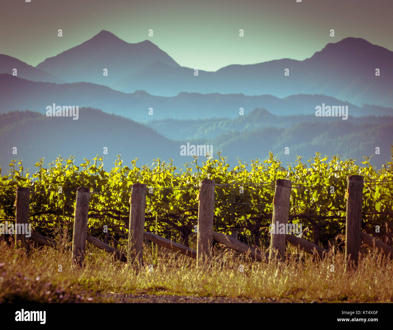 Vista del vigneto con Misty Mountains sullo sfondo al tramonto nella regione di Marlborough Nuova Zelanda Foto Stock