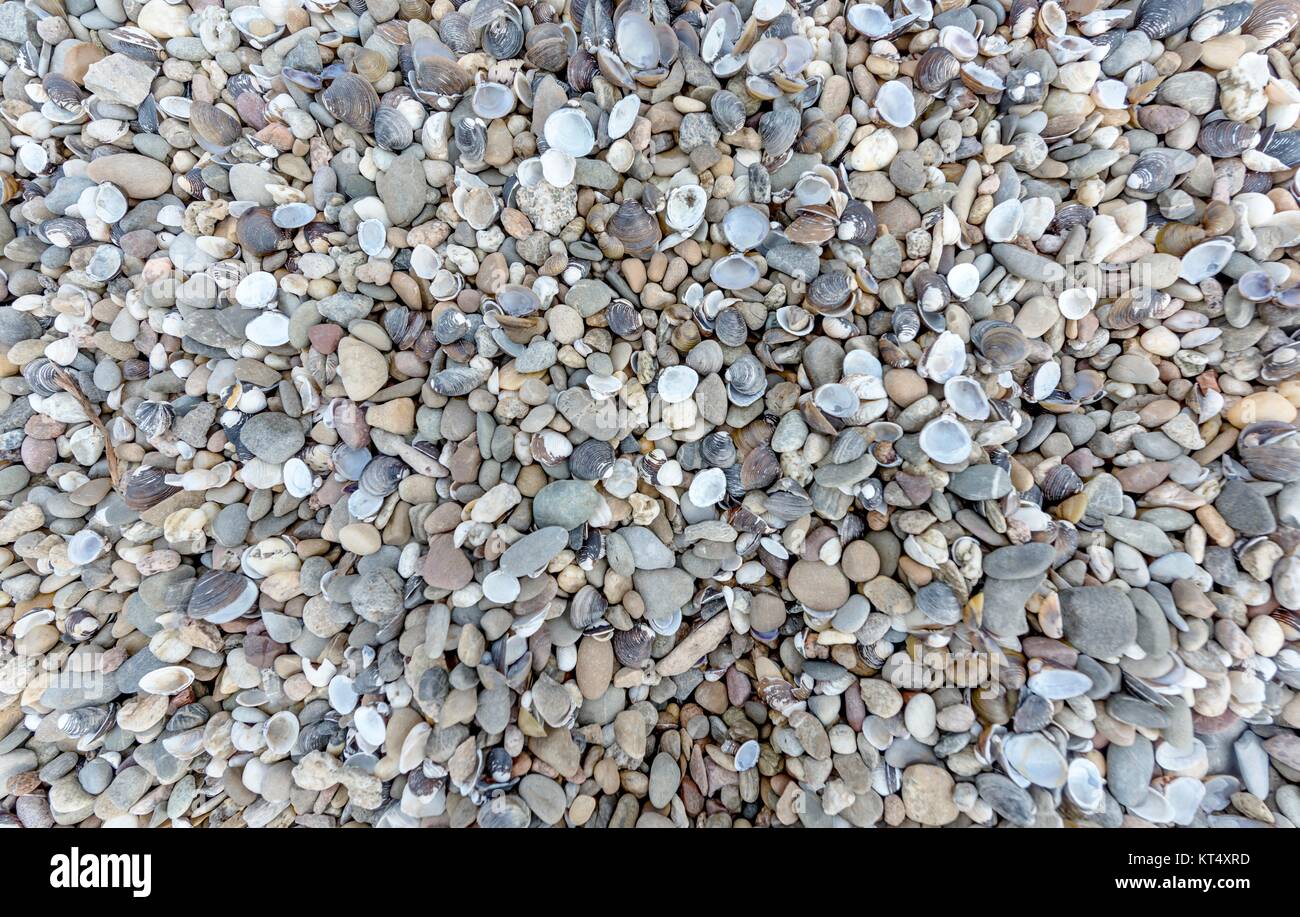 Conchiglie e pietre sulla riva del fiume come sfondo Foto Stock