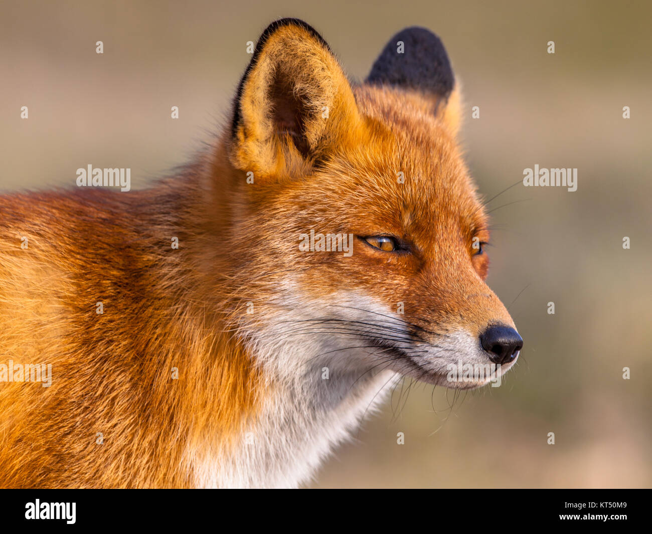 Colpo alla testa ritratto di Red Fox (Vulpes vulpes vulpes) guardando verso il sole in ambiente naturale. Il bellissimo animale selvatico del deserto. Looki trinciatrice Foto Stock