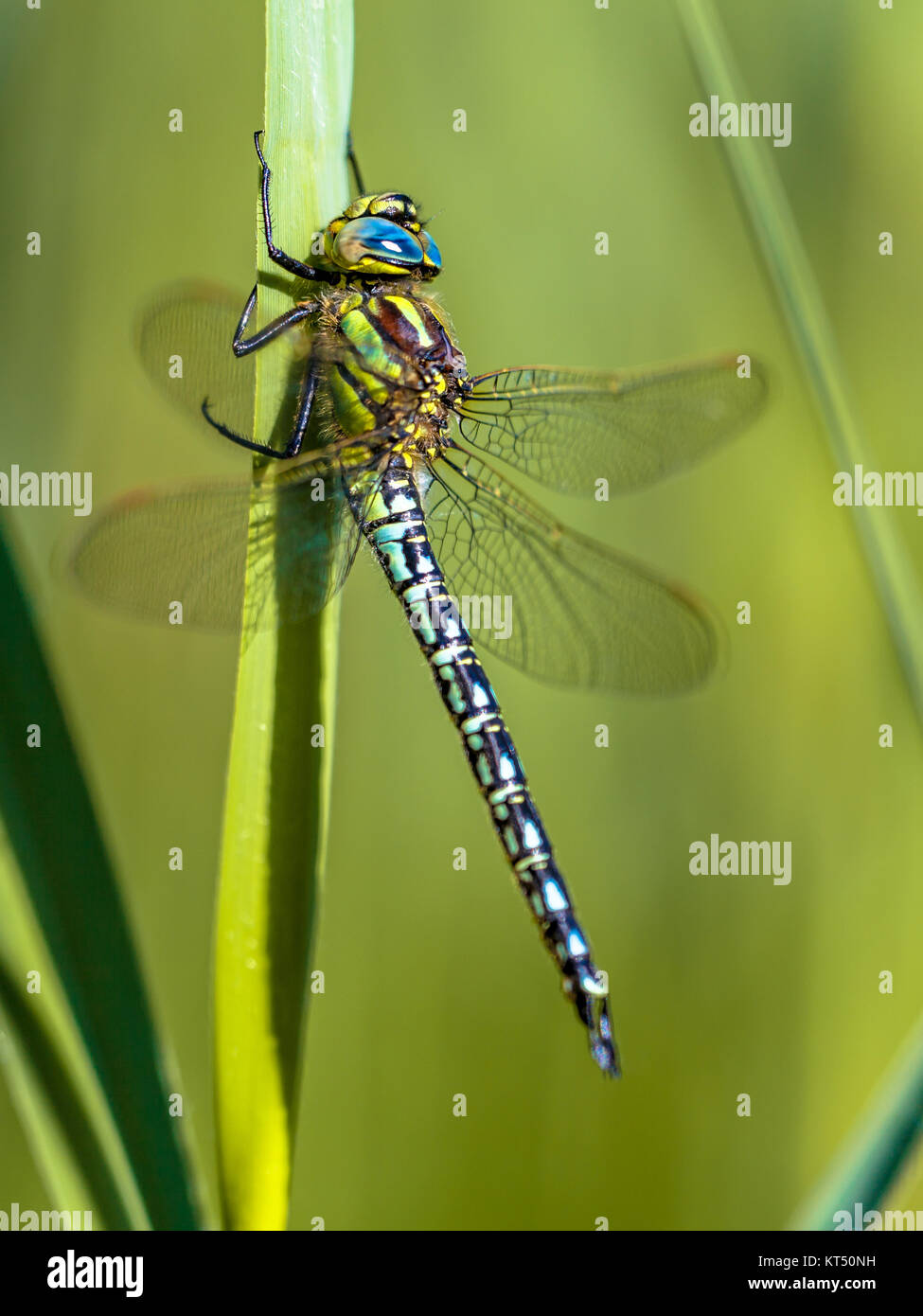 Maschio di appoggio Hairy Dragonfly (Brachytron pratense) arroccato su una foglia al mattino presto sun Foto Stock