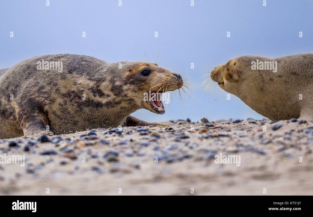 Lotta contro la guarnizione grigio (Halichoerus grypus) maschi conflitto sul territorio bounderies sulla spiaggia di Isola di Helgoland, Germania Foto Stock