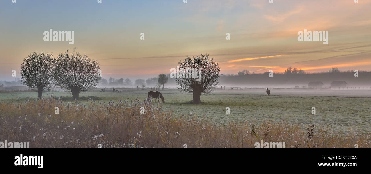 Pollard salici e cavalli in olandese il paesaggio agricolo a sunrise in novembre Foto Stock