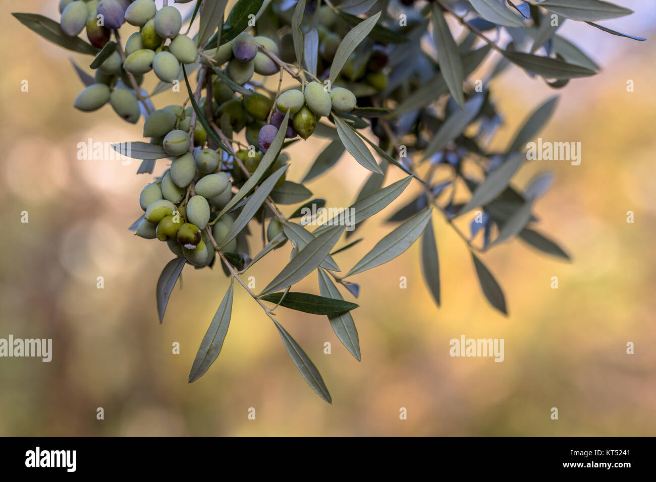 Dettaglio di olive nere sul ramo di olivo (Olea europaea) sulla campagna greca in Peloponnesos Foto Stock