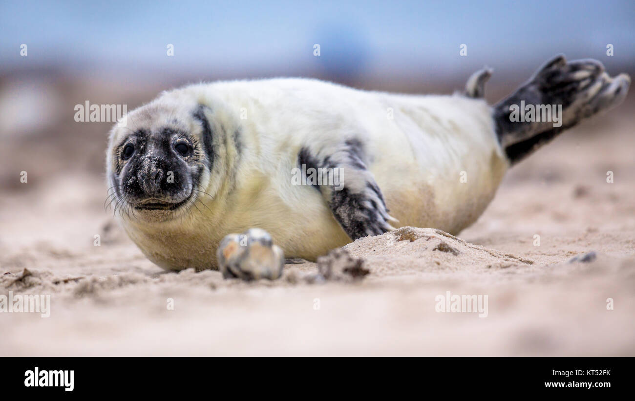Baby guarnizione comune (Phoca vitulina) un animale guardando curioso nella fotocamera mentre sdraiato sulla spiaggia con vista oceano in background Foto Stock
