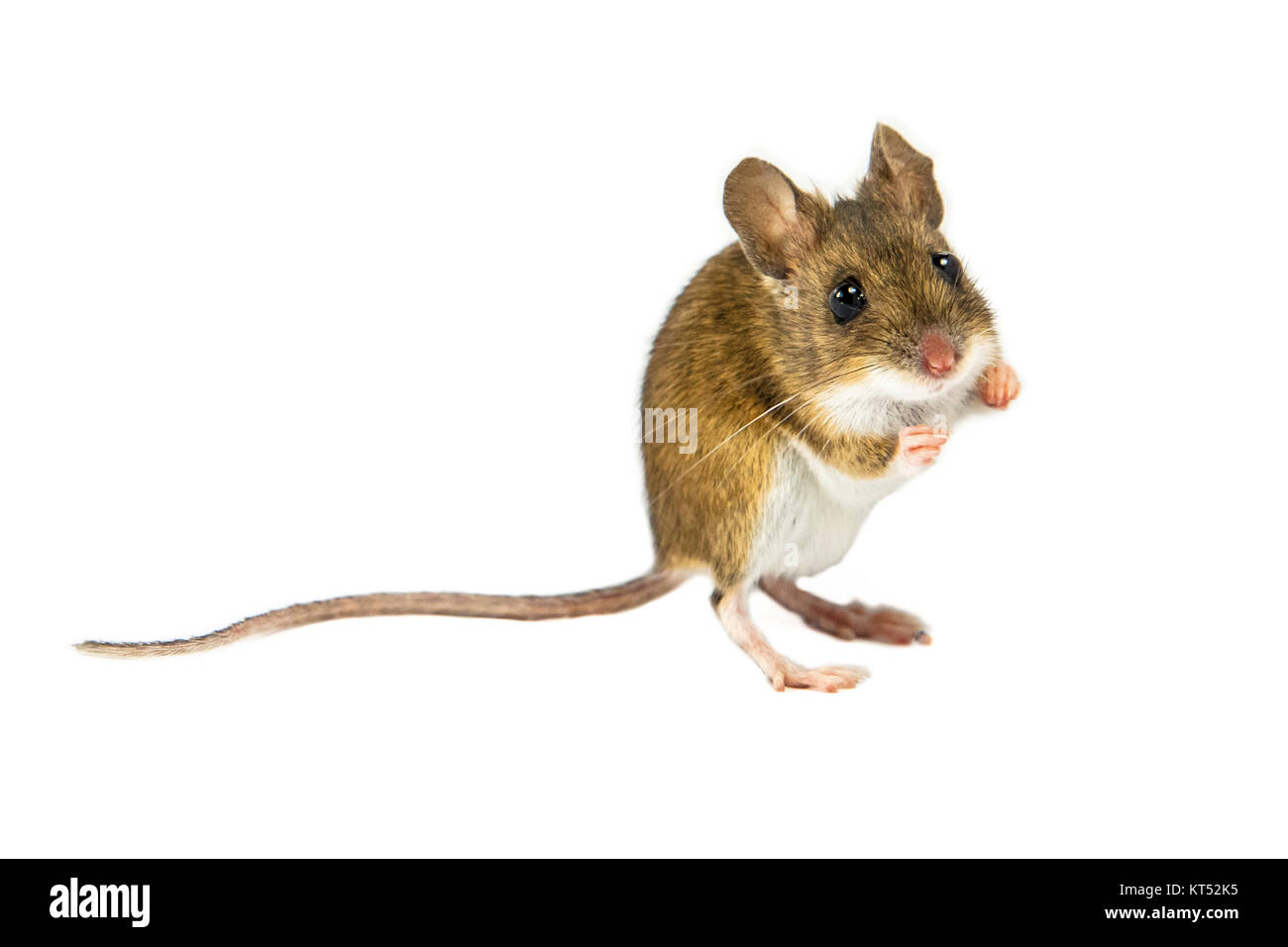 Mouse di legno (Apodemus sylvaticus) con graziosi occhi marroni e permanente di circa di saltare su sfondo bianco Foto Stock