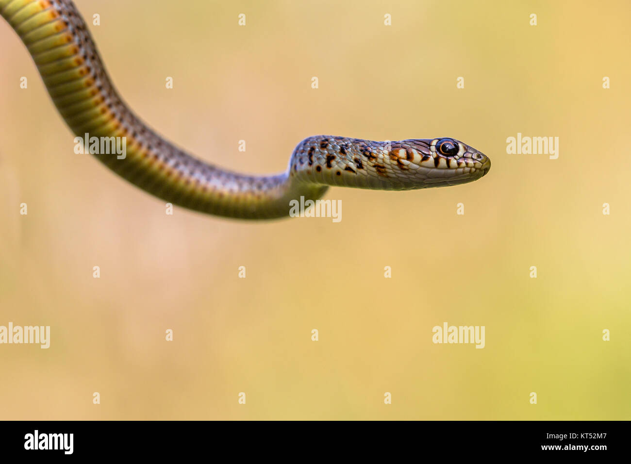 Grande frusta Snake (Coluber caspius) ritratto contro sfondo luminoso Foto Stock