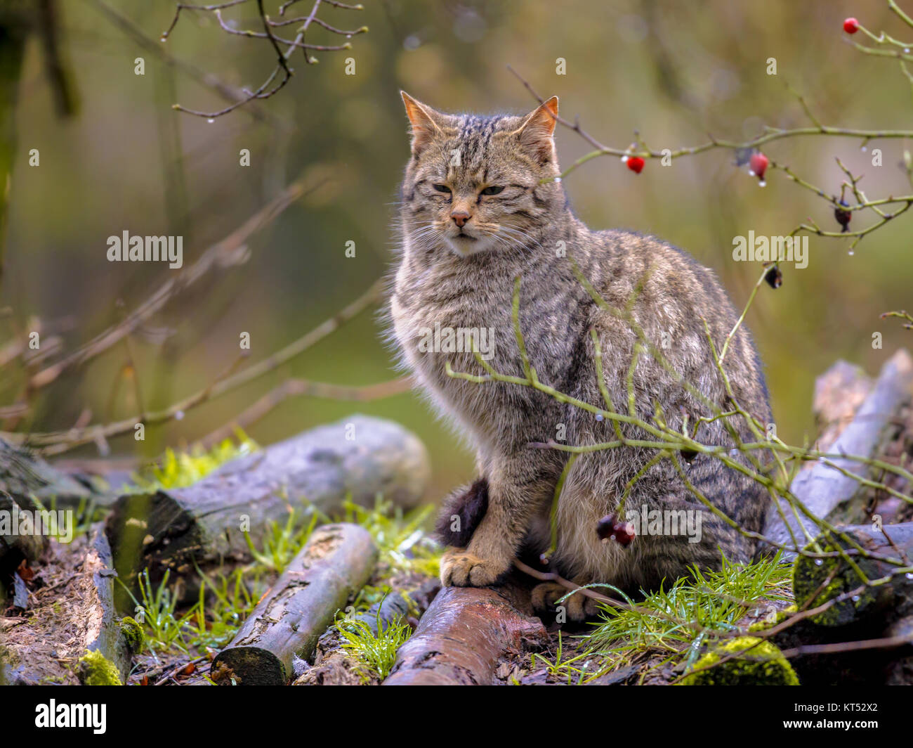 Unione gatto selvatico (Felis silvestris) guardando rilassato dalle boccole in una foresta in un giorno di pioggia Foto Stock