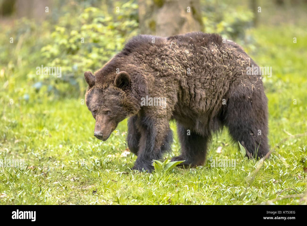 Unione orso bruno ((Ursus arctos) rovistando nella foresta di habitat. Questo è il più diffuso orso e si trova in gran parte del nord Eurasia Foto Stock