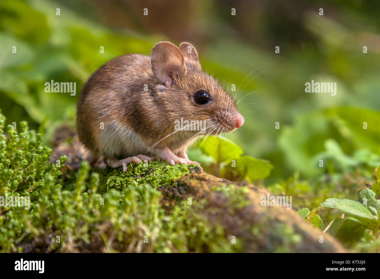 Carino Wild Wood mouse in appoggio su di un bastone sul suolo della foresta con una lussureggiante vegetazione verde Foto Stock