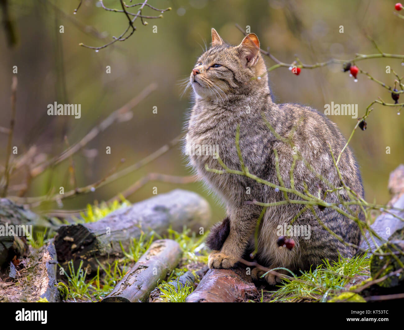 Unione gatto selvatico (Felis silvestris) guardando il dolce nella foresta da cespugli in un giorno di pioggia Foto Stock