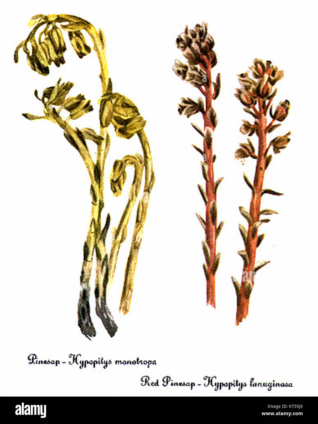 La Monotropa hypopithys, nota anche come pipa indiana, è una pianta unica che manca di clorofilla e deriva sostanze nutritive dai funghi micorrizali. Questa illustrazione di Mary Vaux Walcott evidenzia il suo caratteristico aspetto bianco e ceroso. Foto Stock