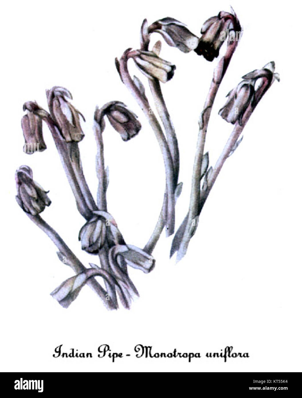 Monotropa uniflora, conosciuta anche come la "pianta fantasma", è raffigurata in un'illustrazione botanica di Mary Vaux Walcott, che mostra questa specie di piante uniche. Foto Stock