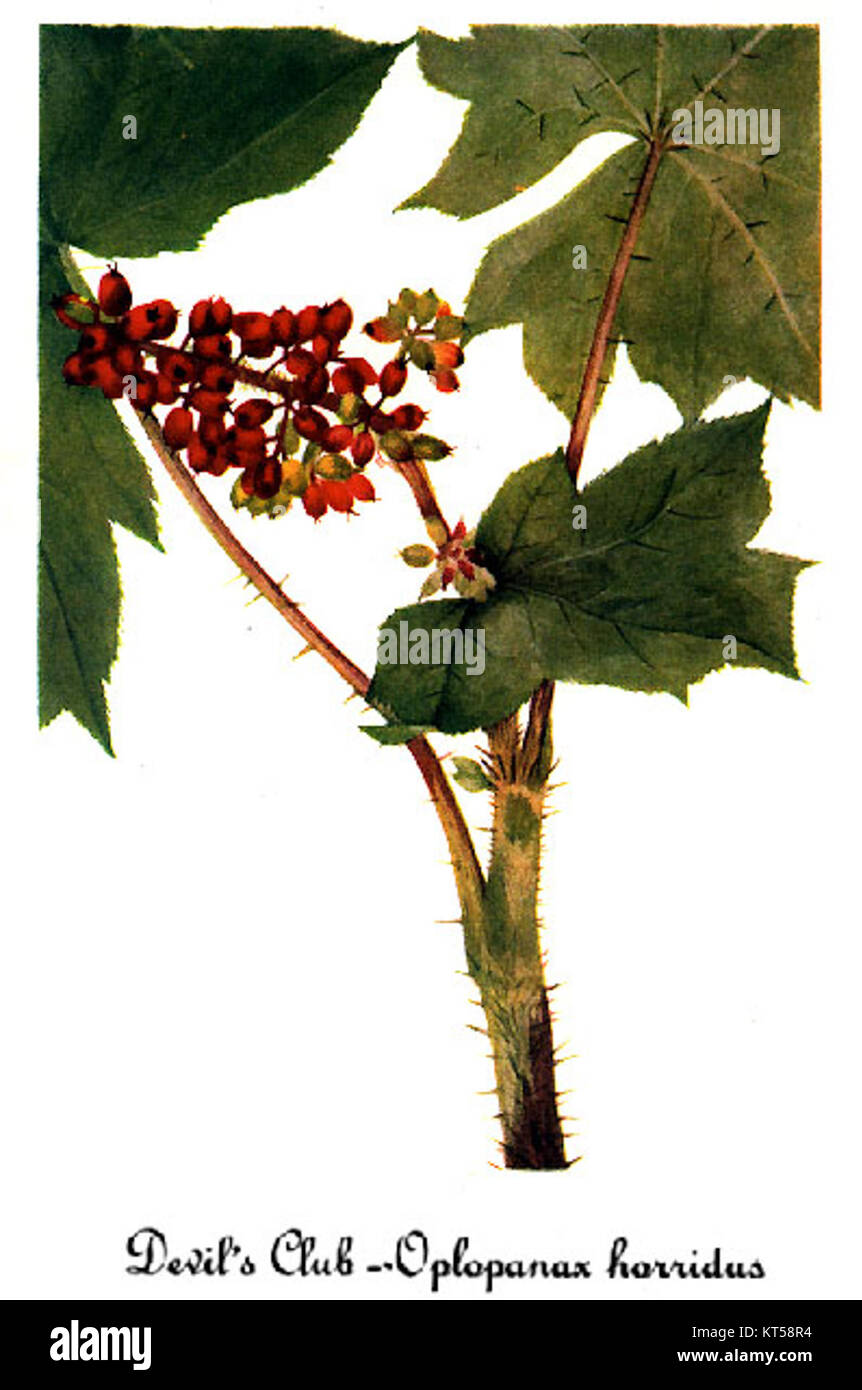 Oplopanax horridum-2 da Maria Vaux Walcott Foto Stock