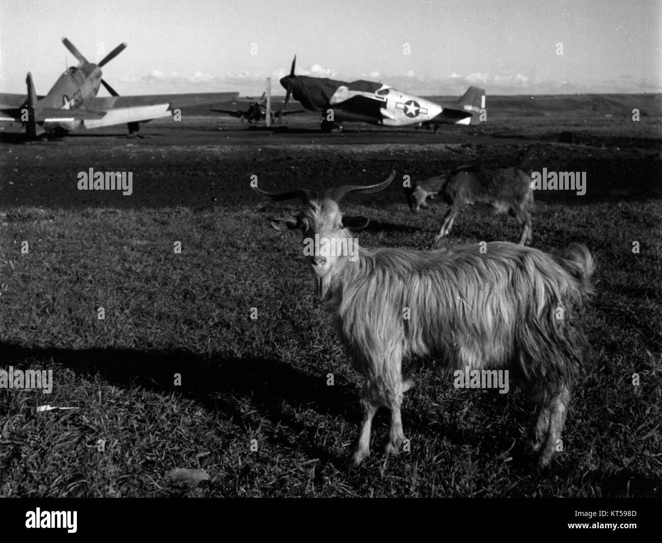 North American P-51C Mustang Fighter Group del 332nd Fighter Group delle U.S. Army Air Forces presso l'aeroporto di Ramitelli, in Italia, nel marzo 1945, con le capre che pascolano nelle vicinanze. Foto Stock