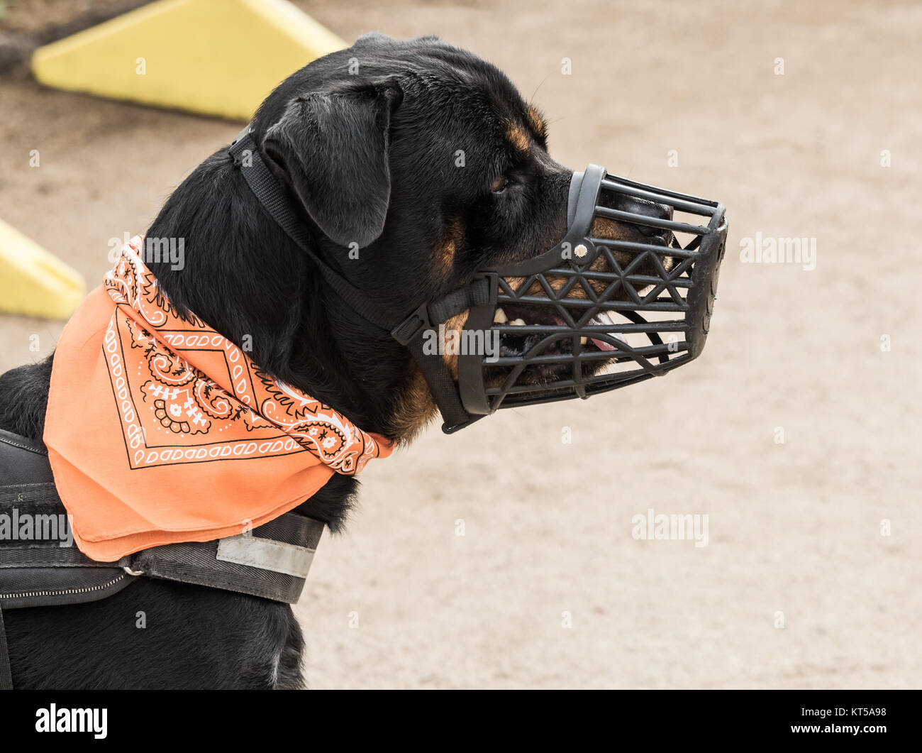 Rottweiler indossando la museruola Foto Stock