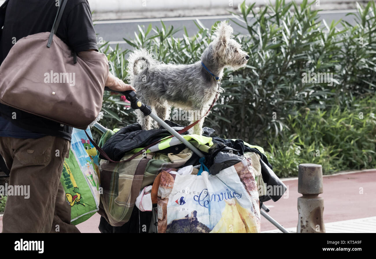 Senzatetto donna con beni e il cane nel passeggino. Foto Stock
