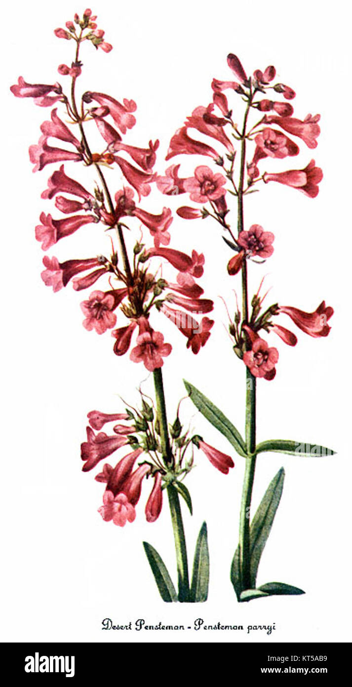 Penstemon parryi, da Maria Vaux Walcott Foto Stock