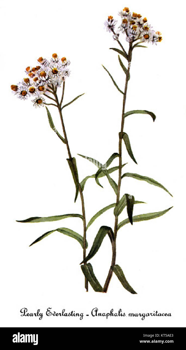 L'Anaphalis margaritacea, nota anche come Pearly Everlasting, è una pianta perenne comunemente diffusa in Nord America. Questa immagine, di Mary Vaux Walcott, cattura in dettaglio i distinti fiori bianchi della pianta. Foto Stock