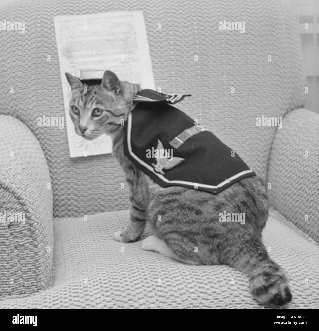 Una fotografia di un gatto di nome Pooli. Foto Stock