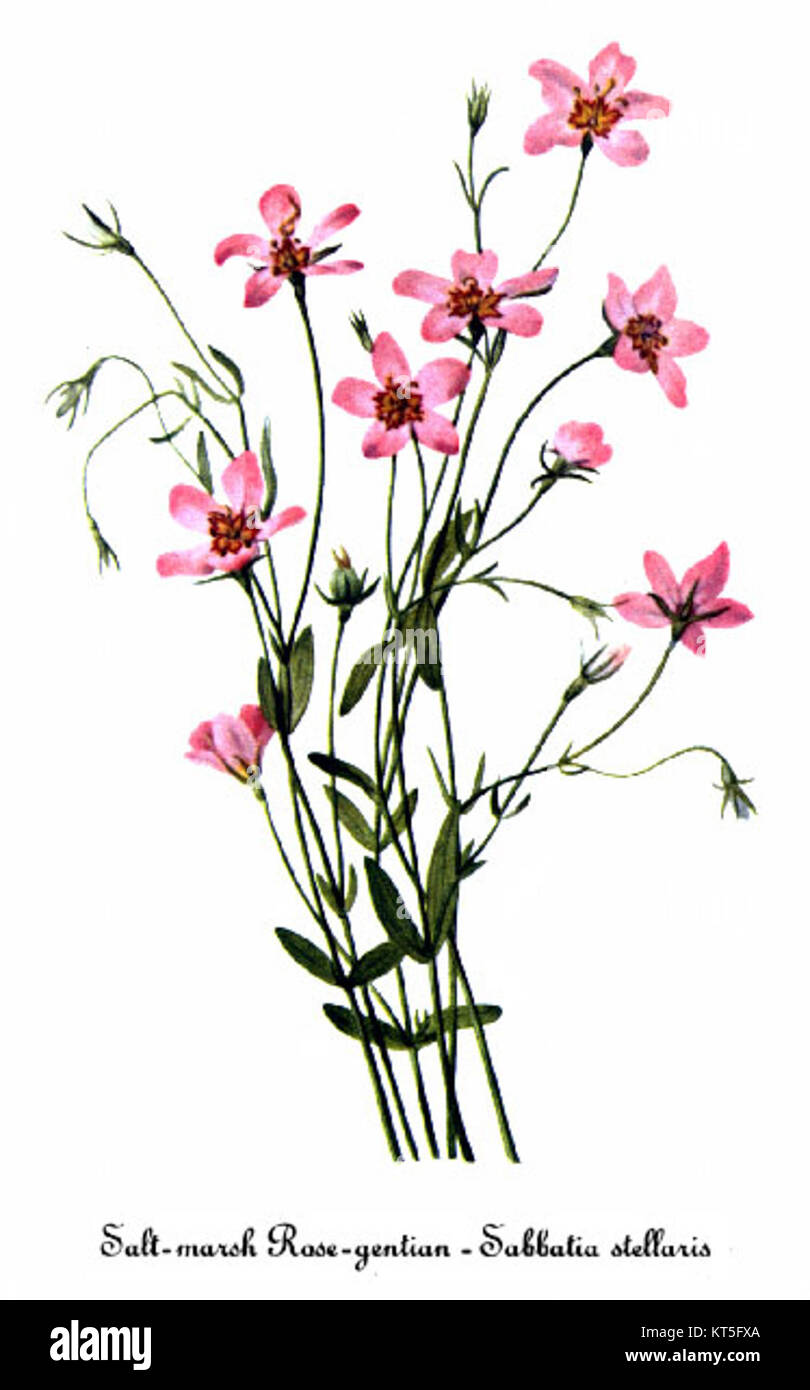 La Sabatia stellaris è una specie di pianta, nota come rosa palude costiera, illustrata da Mary Vaux Walcott, un'artista botanica americana. Questa specie è originaria del Nord America e si trova nelle zone umide. Foto Stock