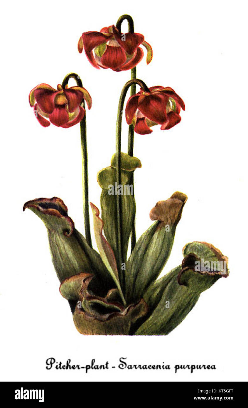 La Sarracenia purpurea, comunemente nota come la pianta a caraffa viola, è raffigurata in questa illustrazione botanica da Mary Vaux Walcott. La pianta è originaria del Nord America ed è riconosciuta per il suo aspetto accattivante e per il metodo unico di intrappolamento degli insetti. Questa opera d'arte mette in evidenza le sue caratteristiche peculiari e il ruolo ecologico negli ecosistemi delle zone umide. Foto Stock