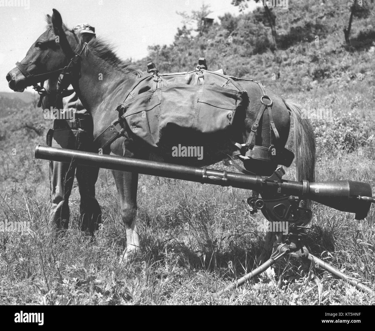 Sgt Reckless era un cavallo addestrato per uso militare, in particolare nella guerra di Corea. Qui, viene mostrata con un fucile senza rinculo, un'arma anticarro, evidenziando il suo ruolo nel trasporto militare e nel supporto durante la guerra. Foto Stock