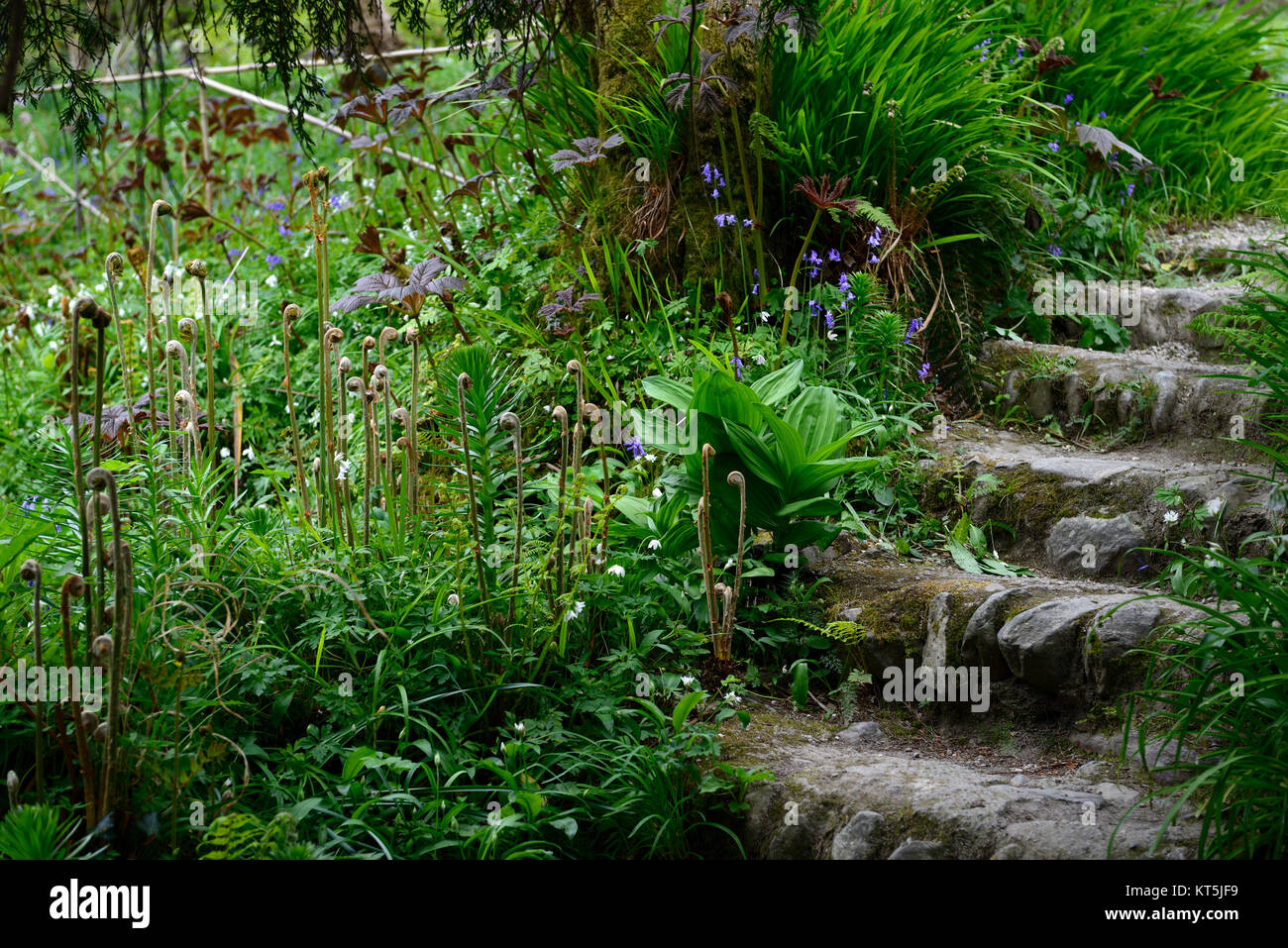 Fiddlesticks,fern,fronde,distendere,legno,woodland,Mount Usher Gardens,Wicklow,William Robinson,Robinsonian giardino,Molla,Giardino,l'Irlanda,RM Floral Foto Stock