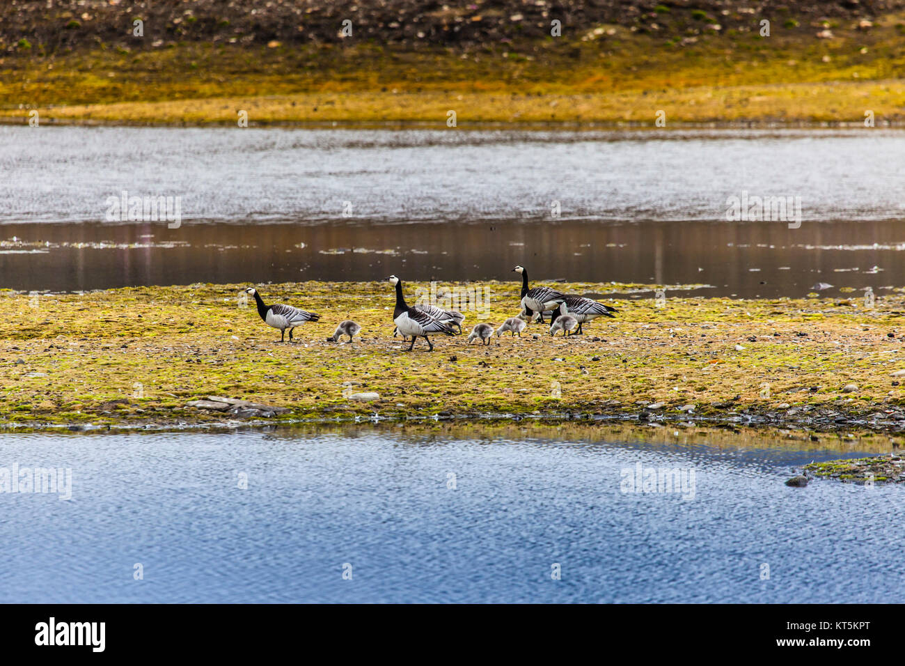 Gruppo off Barnacle goose Foto Stock