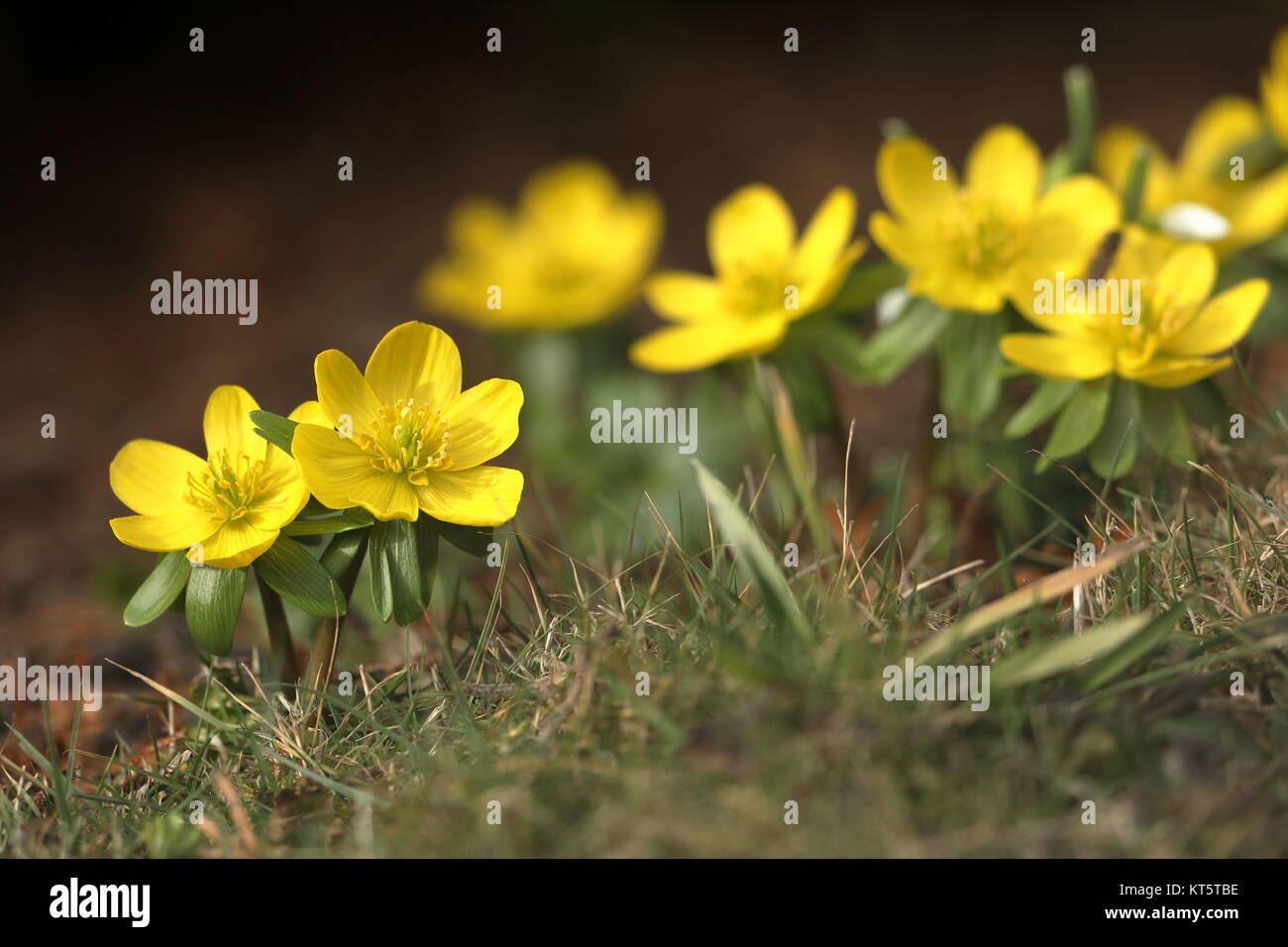 fioritura di interlani in primavera alla fine di febbraio Foto Stock