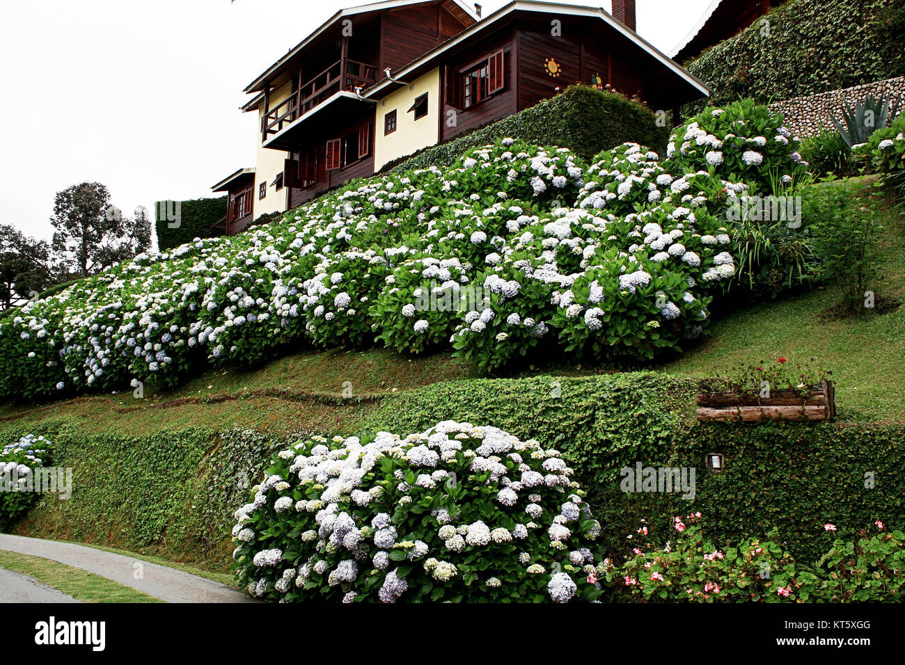 Ortensia fiore bianco giardino fiorito casa in legno Foto Stock