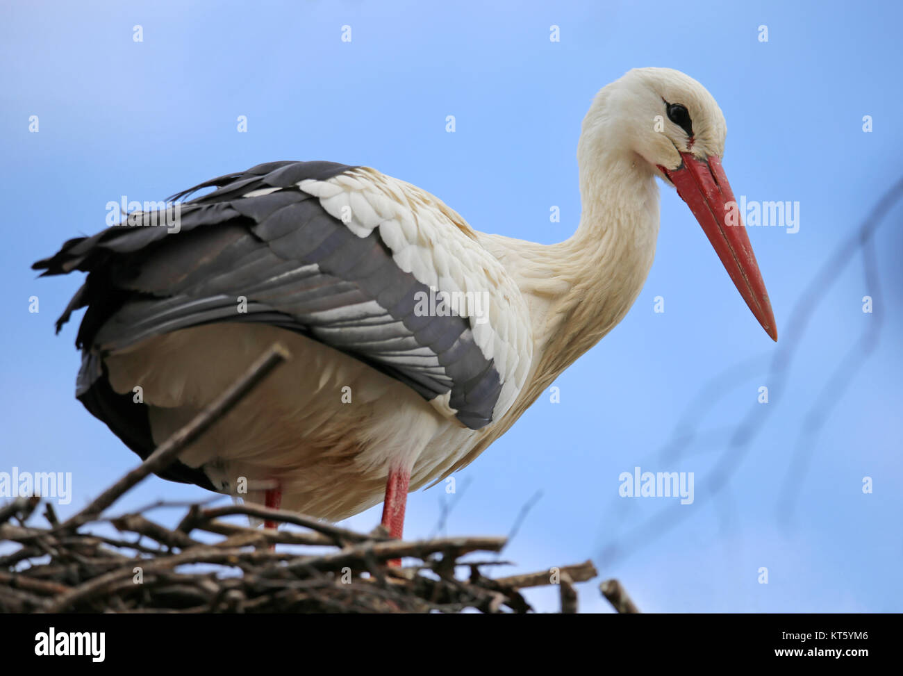 la cicogna bianca lascia il nido Foto Stock