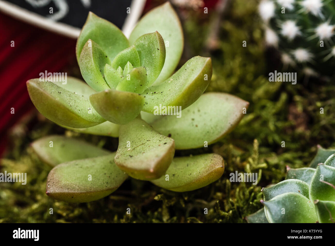 Close up in Miniatura Piante succulente Foto Stock