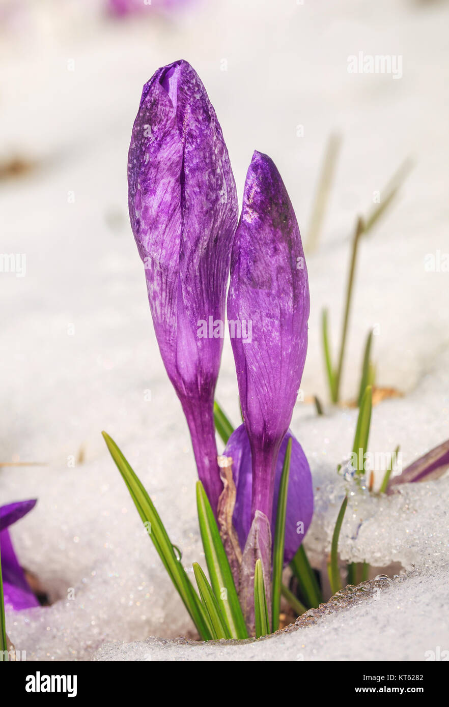 Fioriture di crochi viola, Spring Snowdrops nella neve in montagna Foto Stock