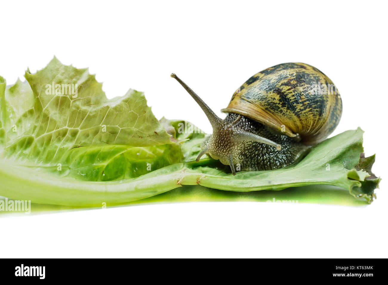 Snail isolato di mangiare un insalata verde Foto Stock