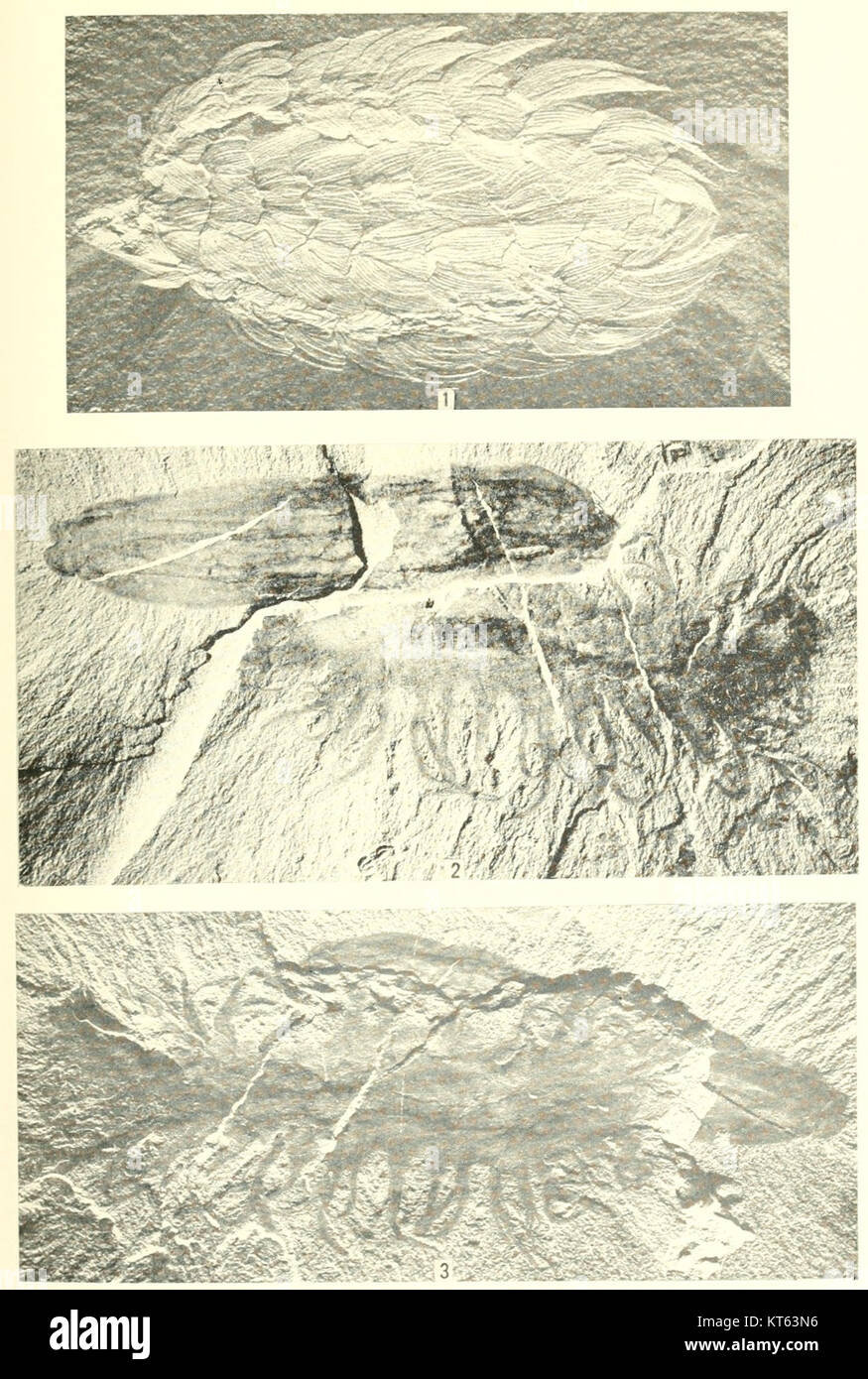 Un'immagine tratta da Smithsonian Miscellaneous Collections, volume 85, numero 3, piastra 3. Questa pubblicazione presenta varie illustrazioni scientifiche e storiche. Foto Stock