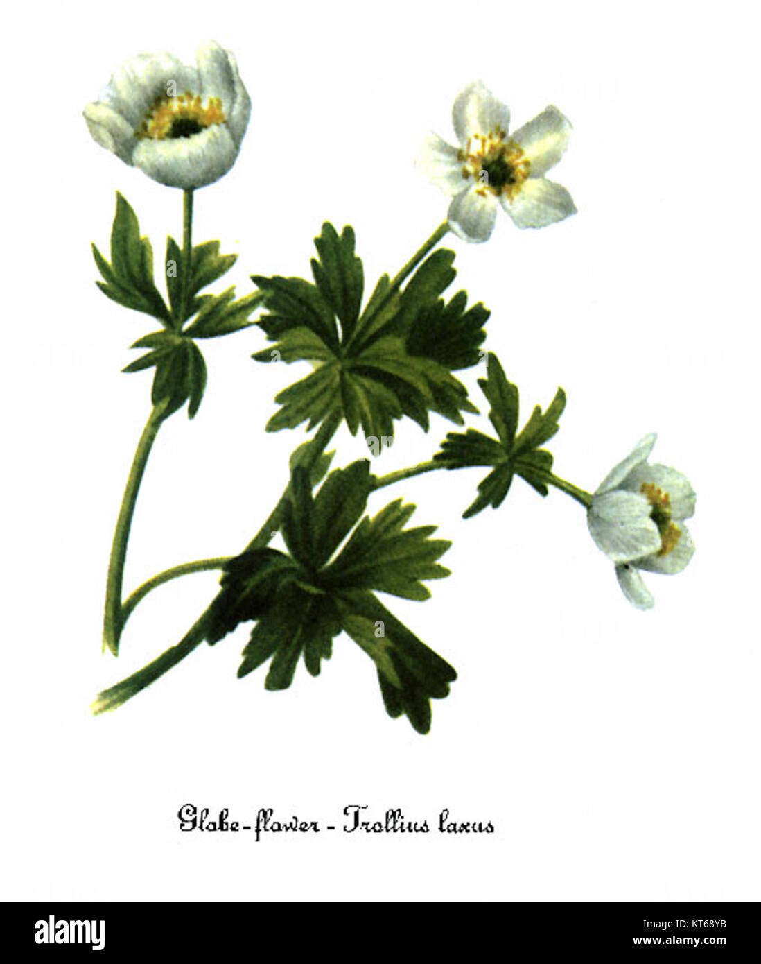 Trollius laxus è una specie di pianta in fiore raffigurata da Mary Vaux Walcott nelle sue illustrazioni botaniche. Walcott era nota per i suoi disegni dettagliati e scientificamente accurati delle piante, che contribuirono agli studi botanici. Foto Stock