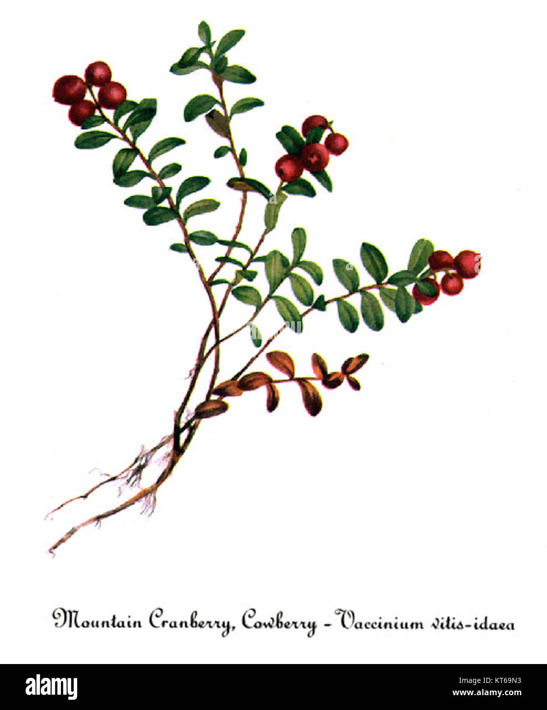 Questa illustrazione botanica di Mary Vaux Walcott mostra Vaccinium vitis-idaea, comunemente nota come mirtillo, una pianta originaria del Nord America e apprezzata per i suoi frutti. Foto Stock