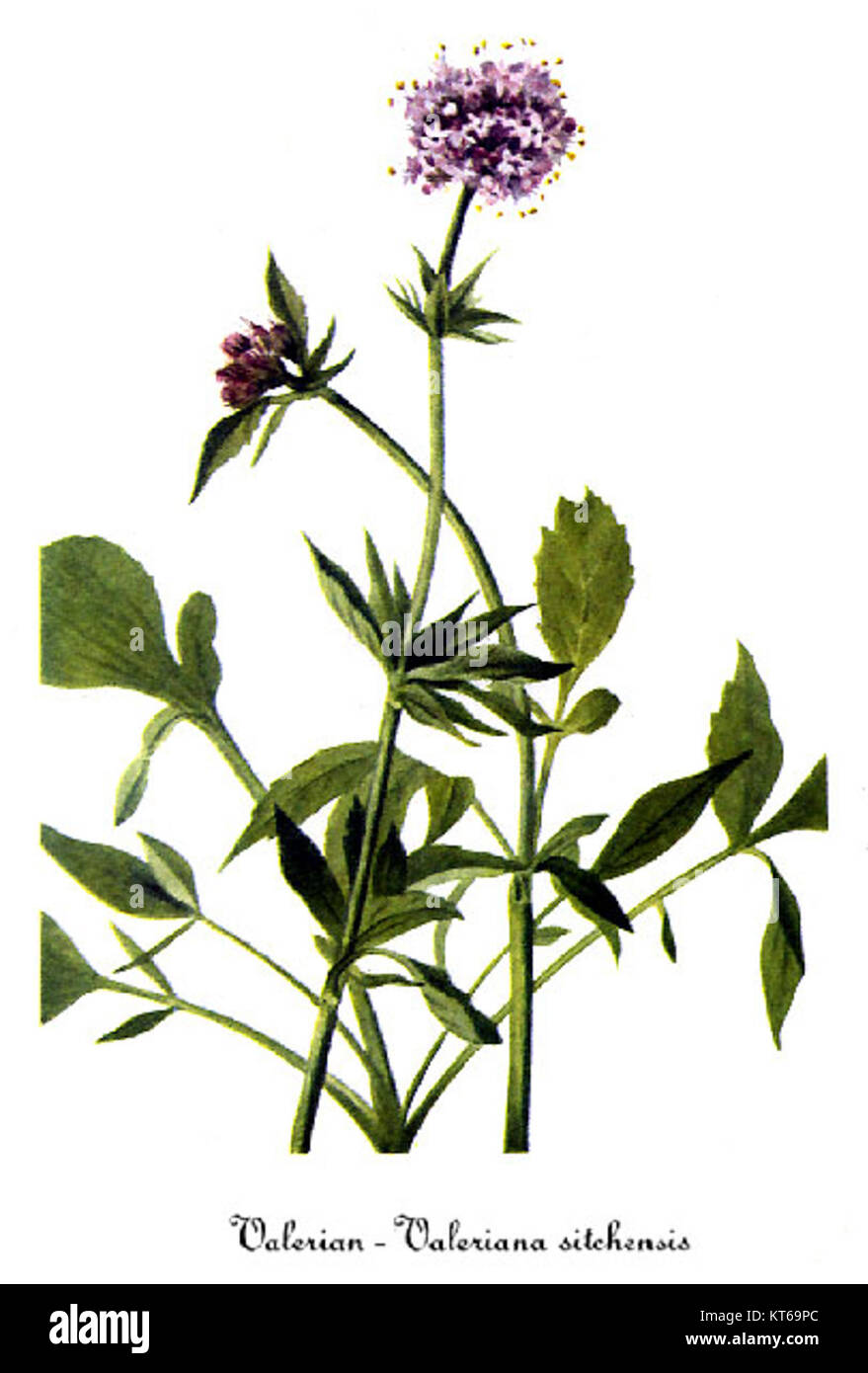 La Valeriana sitchensis è una specie di pianta in fiore raffigurata in un'illustrazione di Mary Vaux Walcott. Noto per i suoi dettagli botanici, questo lavoro riflette i contributi di Walcott all'illustrazione botanica dei primi anni del XX secolo e il suo studio delle piante autoctone. Foto Stock