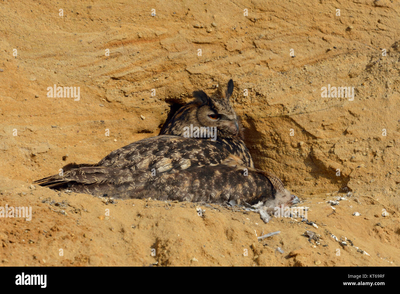 Gufo reale / Europaeischer Uhu ( Bubo bubo ), sito di riproduzione, adulto raccogliendo i suoi pulcini, in una buca di sabbia, la fauna selvatica, l'Europa. Foto Stock