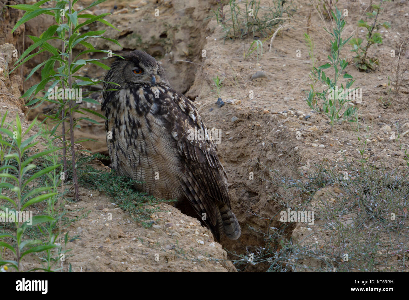 Gufo reale (Bubo bubo ), adulto, arroccato sul bordo di una naturale a canale di drenaggio in una cava di ghiaia, guardando indietro ai suoi pulcini, fauna selvatica, l'Europa. Foto Stock
