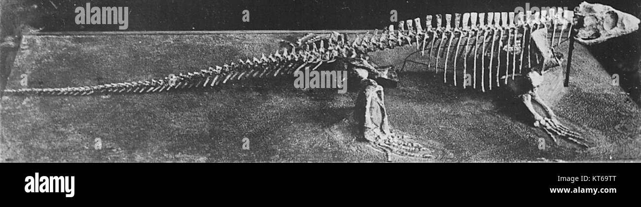 Varanosaurus è un genere estinto di rettili appartenenti alla famiglia Varanidae, noto per il suo aspetto simile a lucertola e il comportamento predatorio durante l'era mesozoica. Foto Stock