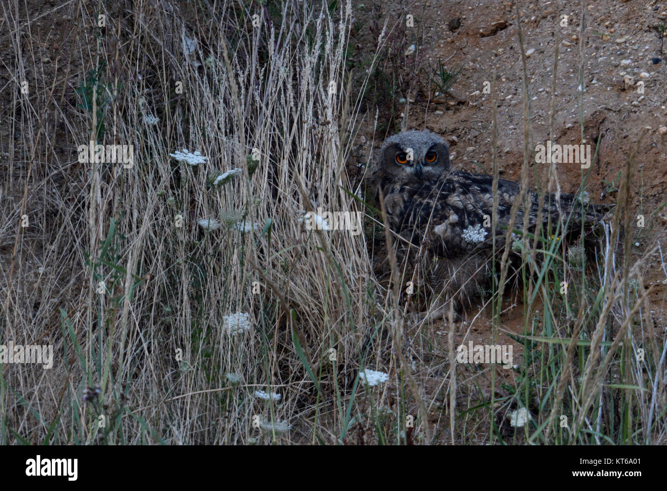 Gufo reale (Bubo bubo ), fledgeling, nascondendo dietro di erba secca in pendenza di una vecchia cava di ghiaia, in tarda serata, fauna selvatica, l'Europa. Foto Stock