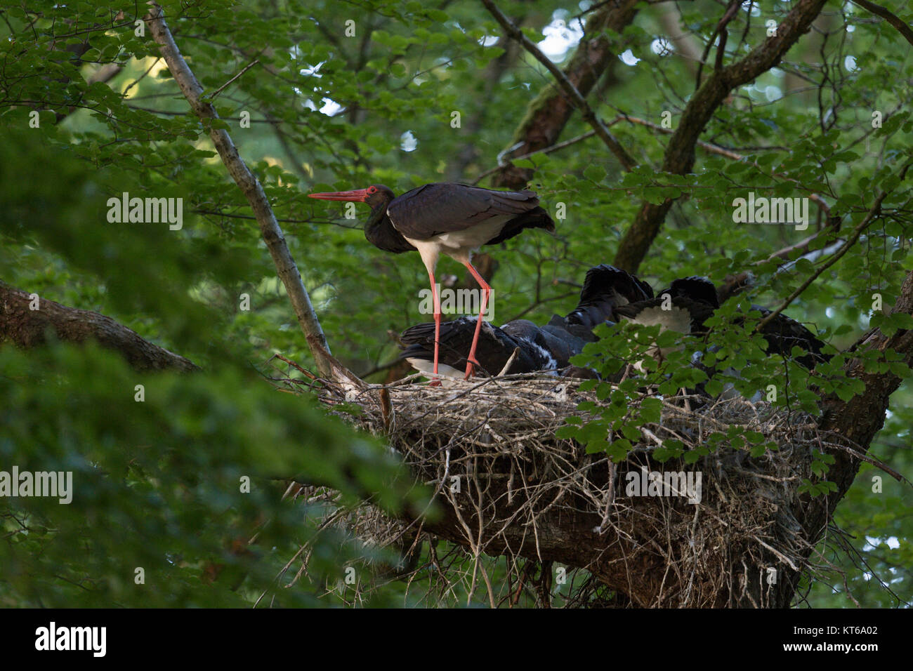 Cicogna Nera / Cicogne (Ciconia nigra) al sito di nido, adulti insieme con i suoi pulcini, nido d'aquila in un enorme vecchio faggio, nascosto, segretamente, fauna selvatica, l'Europa. Foto Stock