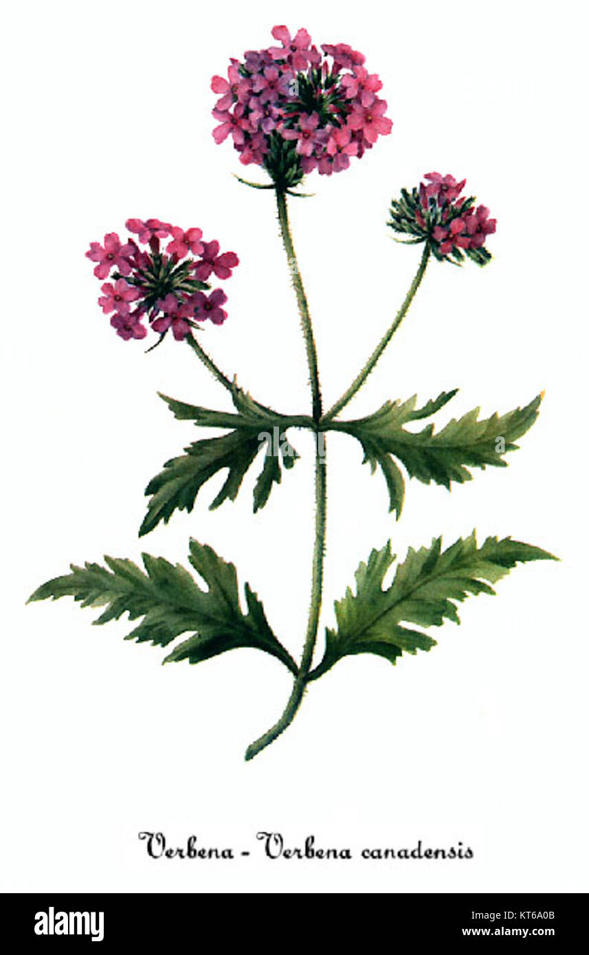 Un'illustrazione di Verbena canadensis, comunemente nota come la rosa verbena, creata da Mary Vaux Walcott. L'opera d'arte descrive le caratteristiche botaniche della pianta. Foto Stock