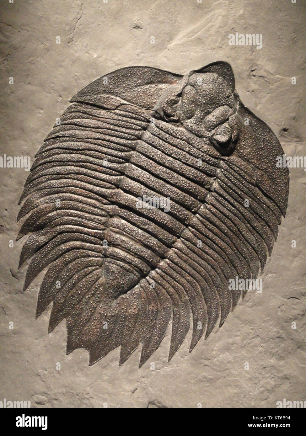 Arctinurus boltoni, Middle Silurian, Rochester Shale, Niagara County, New York, USA - Houston Museo di Scienze Naturali - DSC02014 Foto Stock