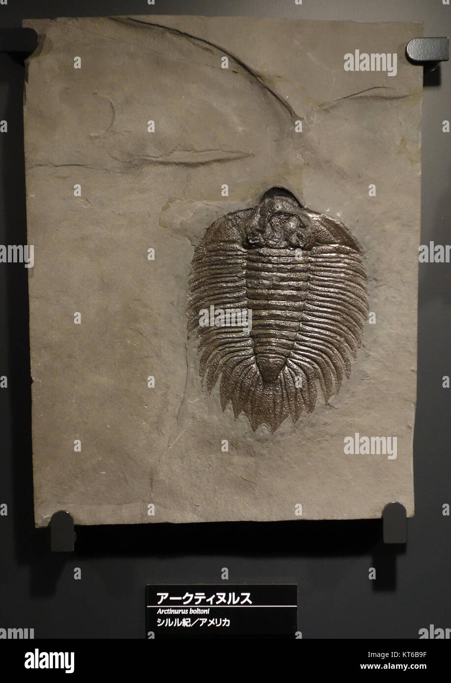 Arctinurus boltoni, una specie di trilobite, è esposto al Museo Nazionale della natura e della Scienza di Tokyo. Questo esemplare fossilizzato mostra le caratteristiche distintive di questo artropode marino estinto del periodo Ordoviciano. Foto Stock